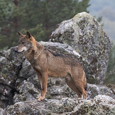 Rutas guiadas conociendo al Lobo Ibérico